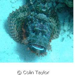 Not sure about the sting in the tail of a scorpion, but t... by Colin Taylor 